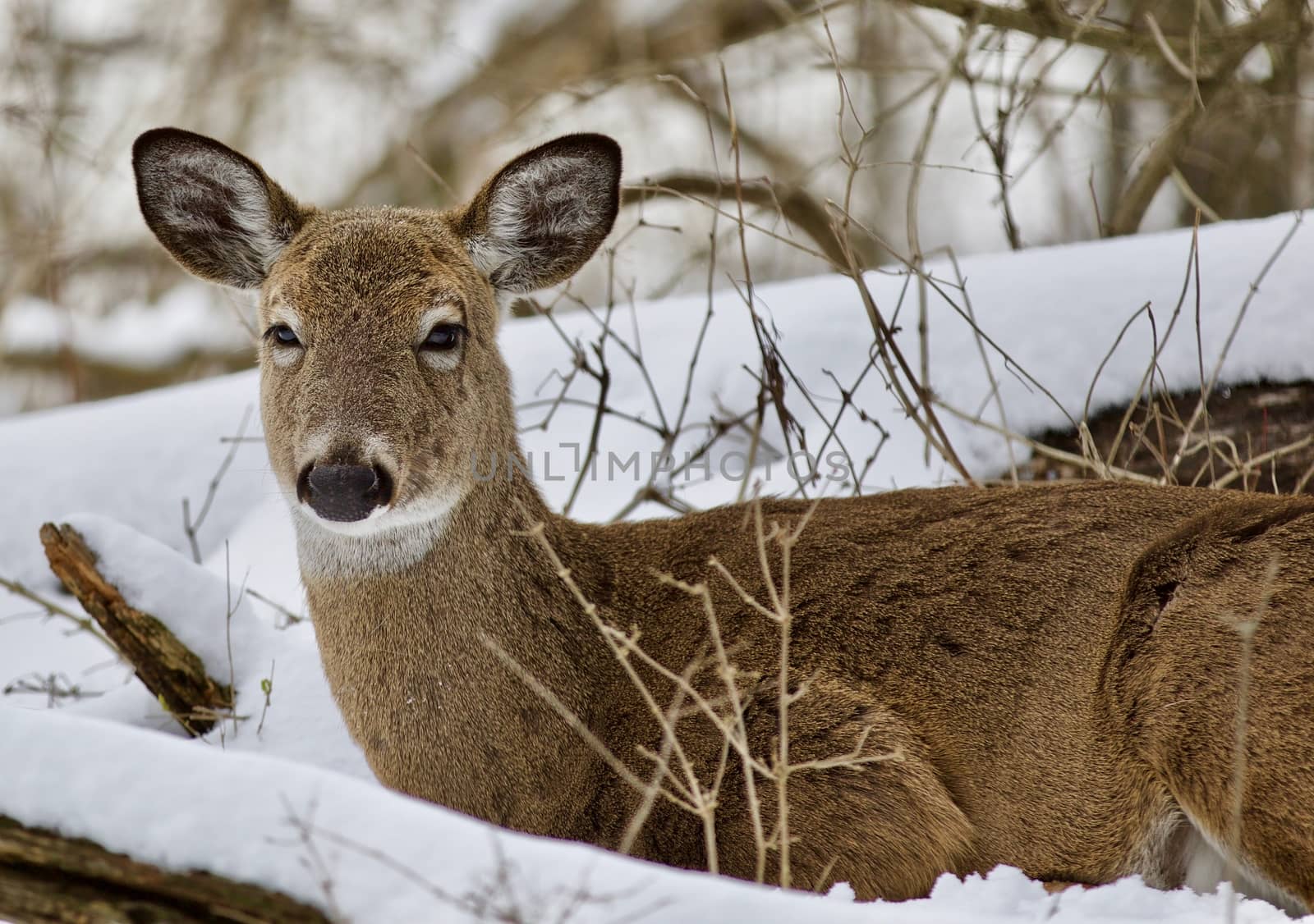 Beautiful isolated photo with a wild deer in the snowy forest