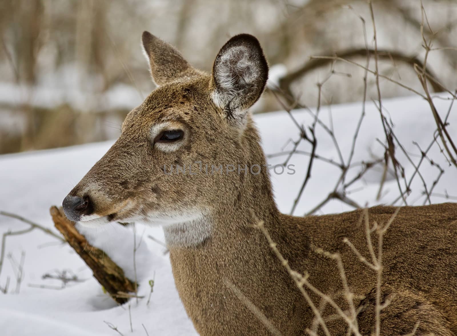 Beautiful isolated photo with a wild deer in the snowy forest