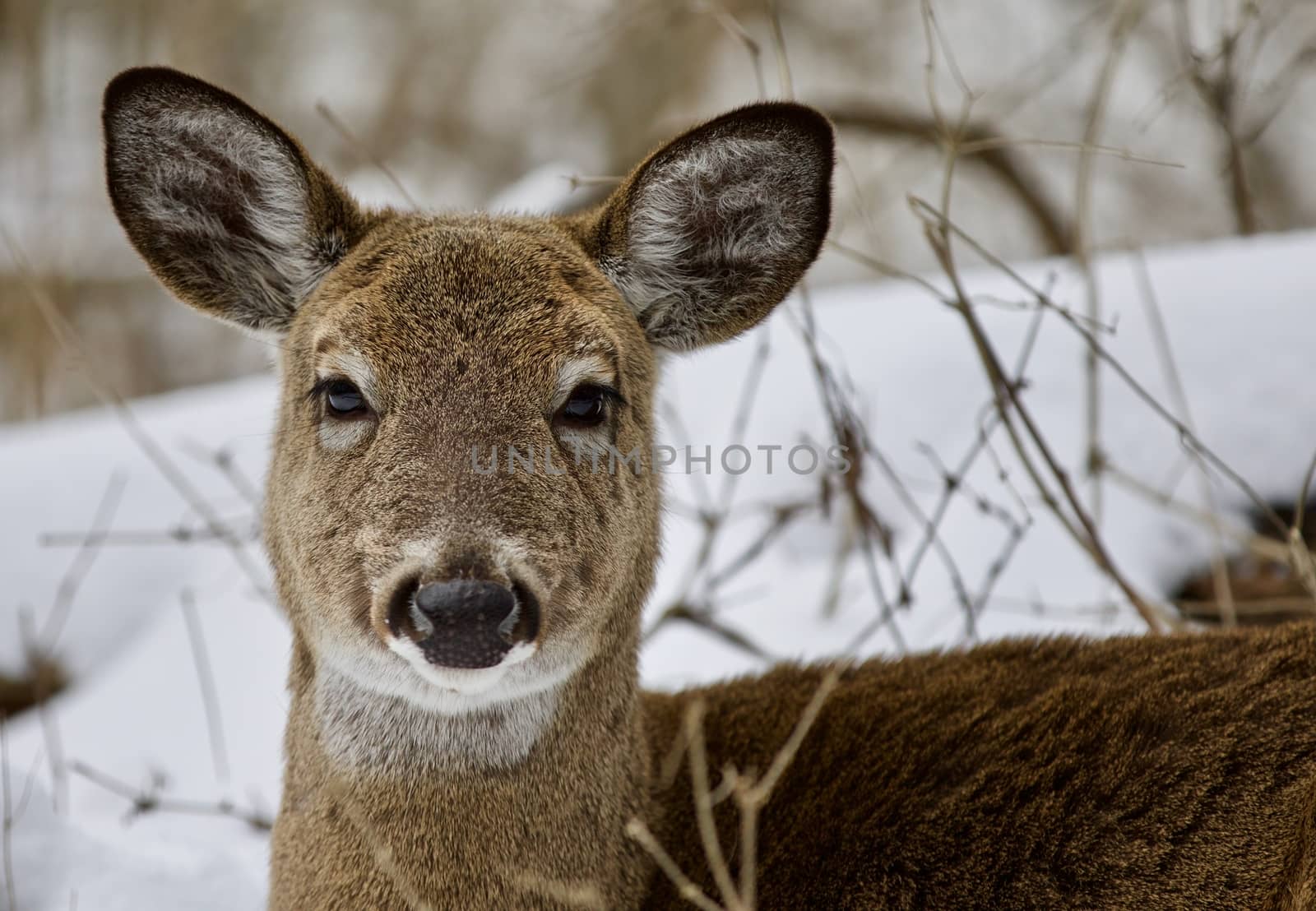 Beautiful isolated photo of a wild deer in the snowy forest by teo