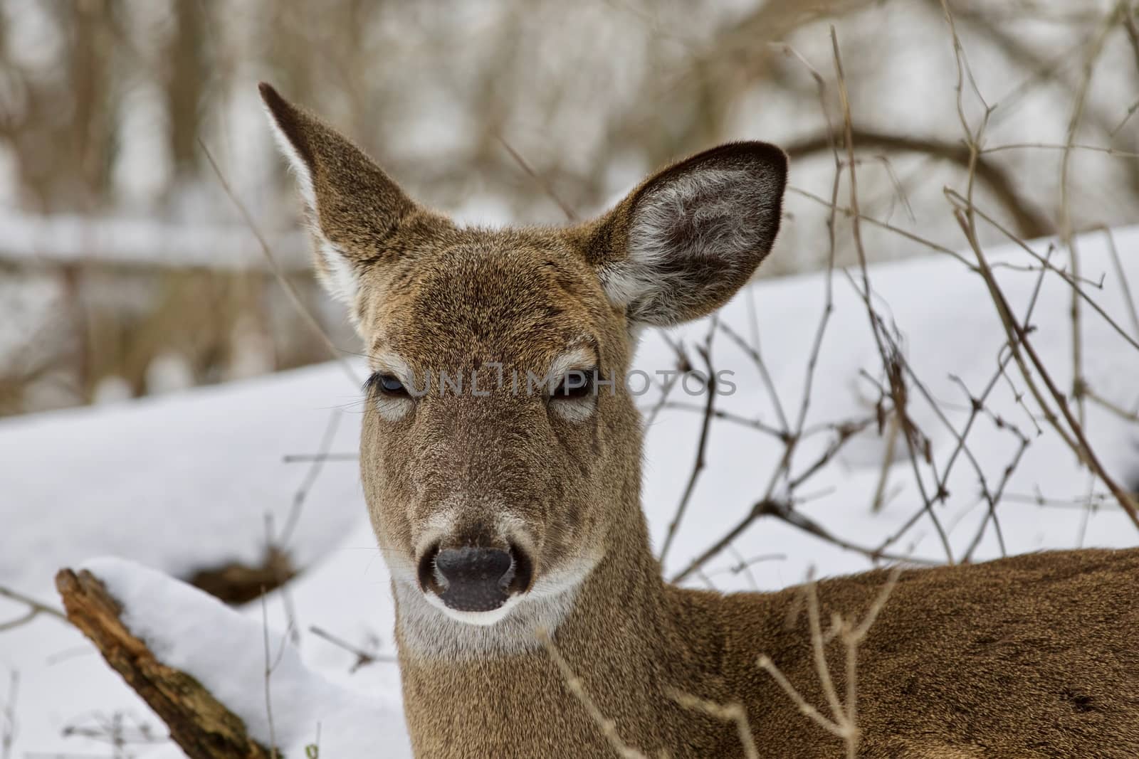 Beautiful isolated photo with a wild deer in the snowy forest