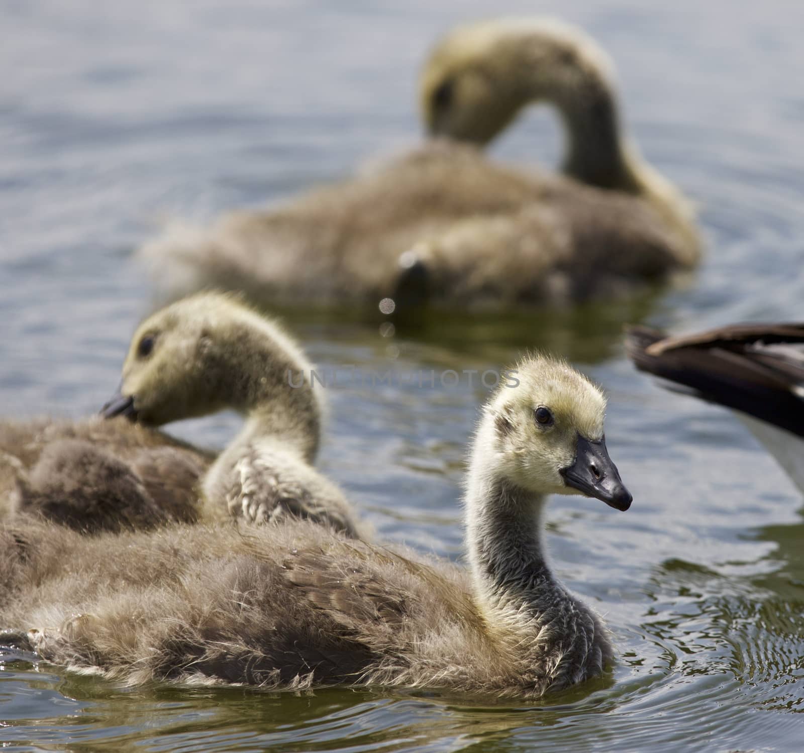 Beautiful isolated image with a family of the Canada geese by teo