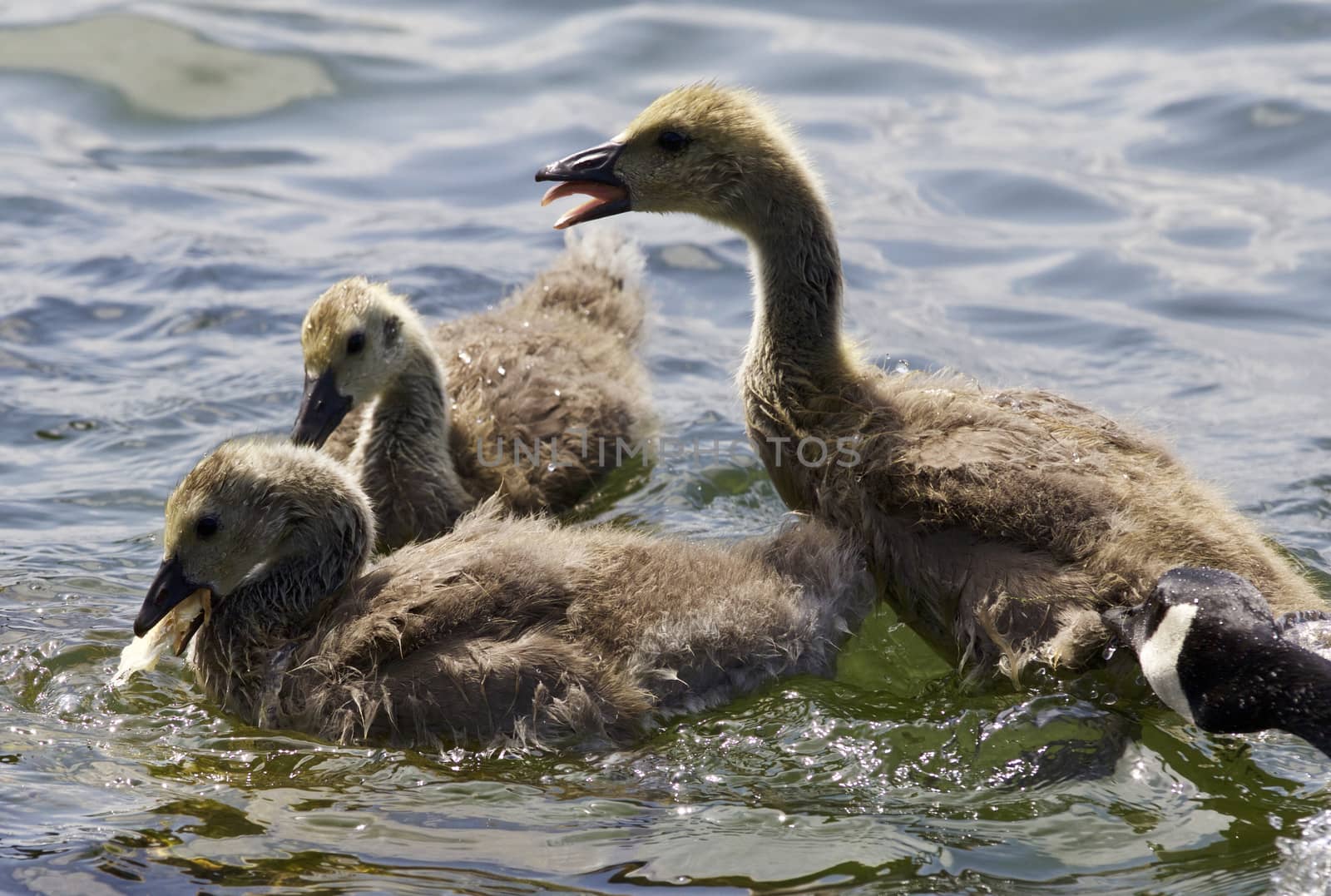 Beautiful isolated picture with a family of the Canada geese by teo