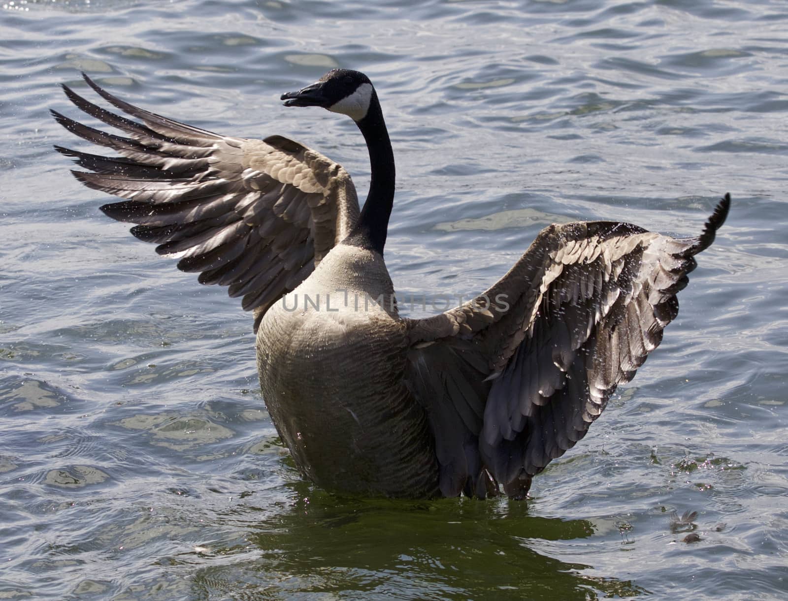 Beautiful isolated photo of a Canada goose with the opened wings by teo
