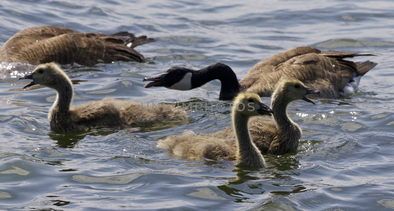 Beautiful isolated photo of a family of the Canada geese by teo