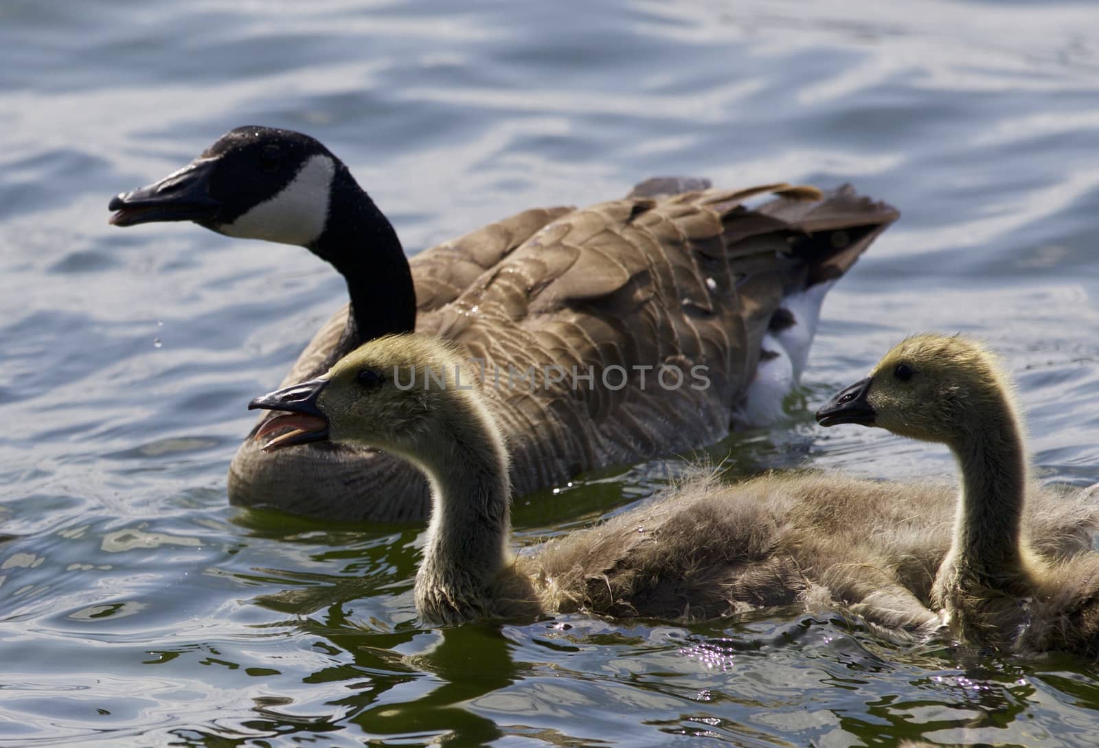 Beautiful isolated photo of chicks of the Canada geese swimming in the lake