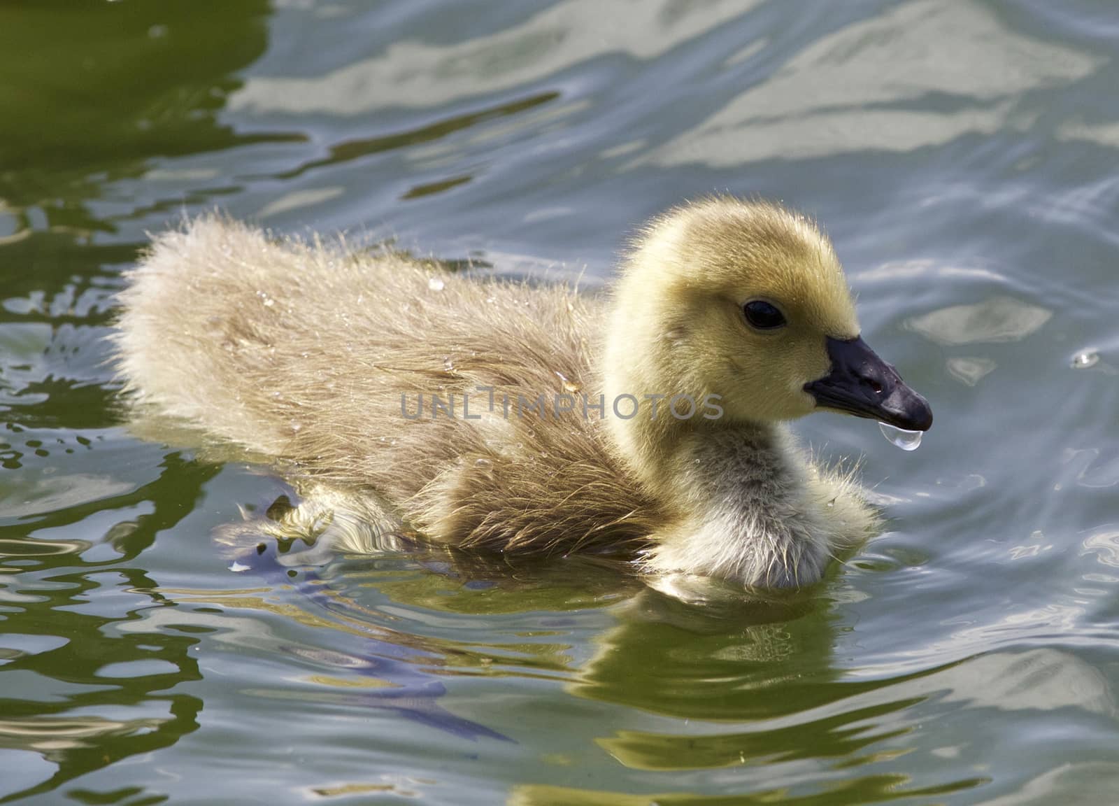 Beautiful photo of a chick of the Canada geese eating by teo