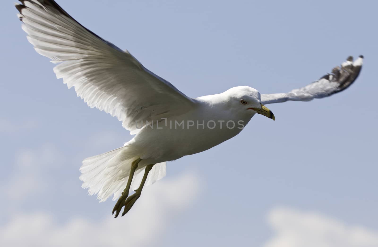 Beautiful background with a gull in the sky by teo