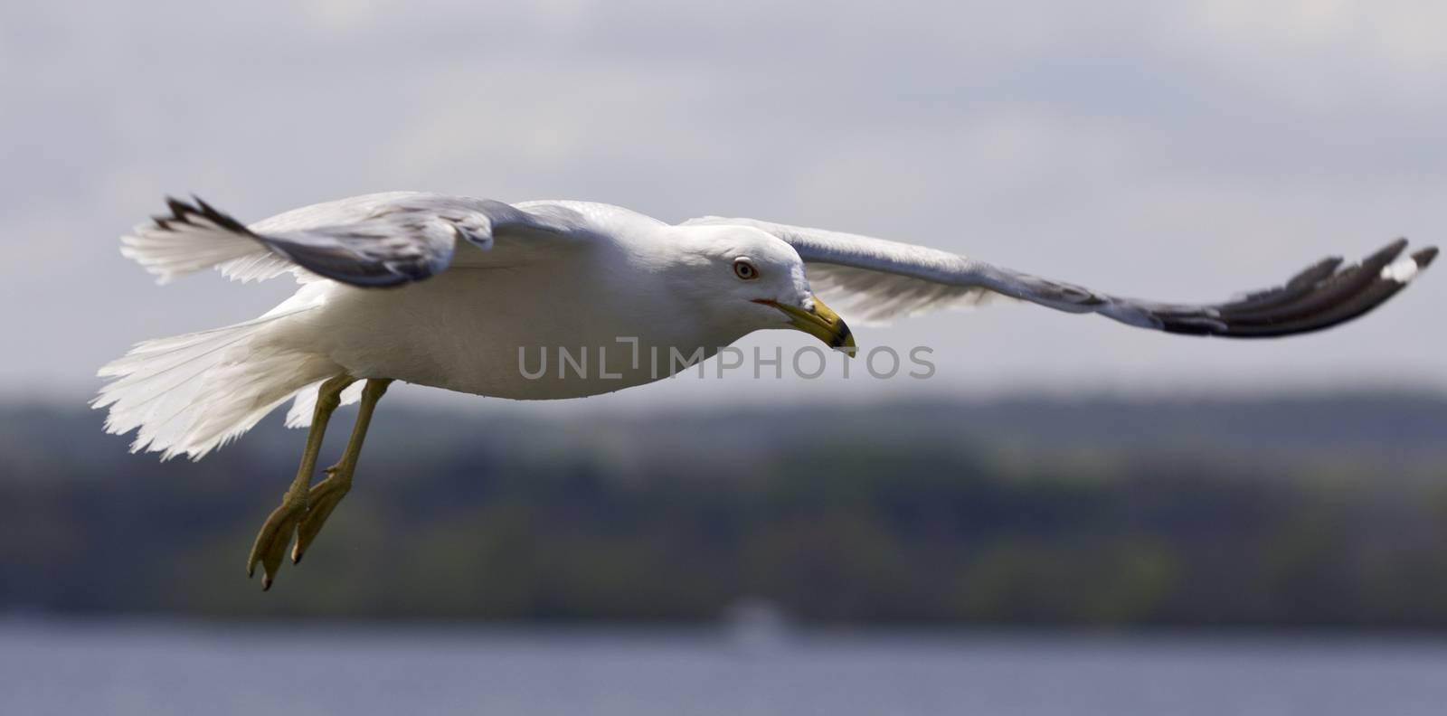 Beautiful isolated photo of the gulls
