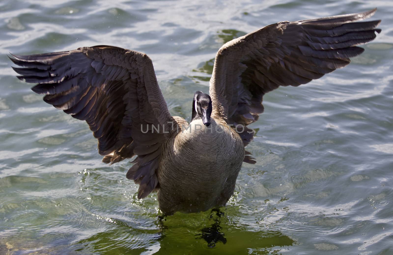 Beautiful isolated picture of a Canada goose with the opened wings by teo