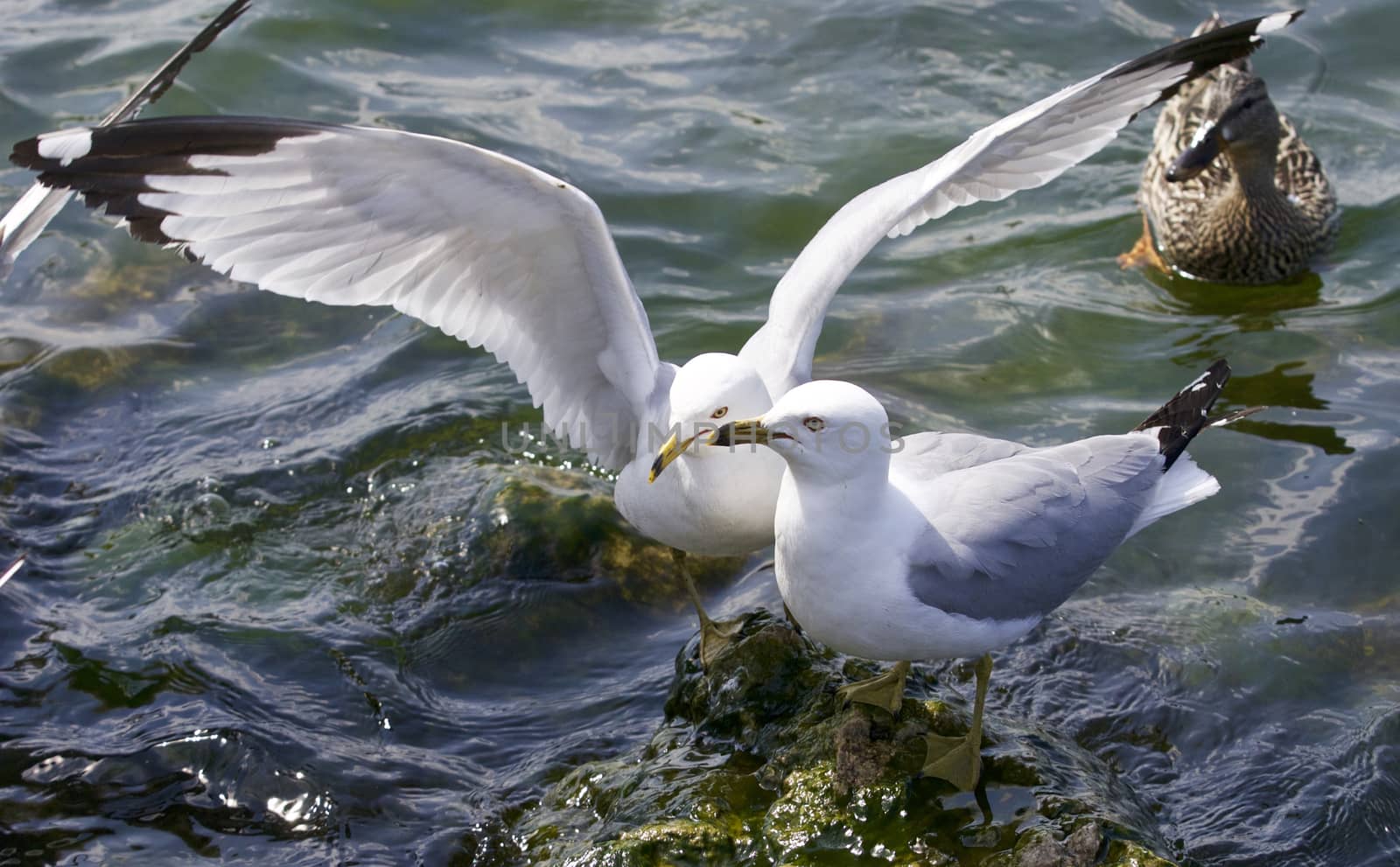 Beautiful isolated image with the gulls fighting for the food by teo