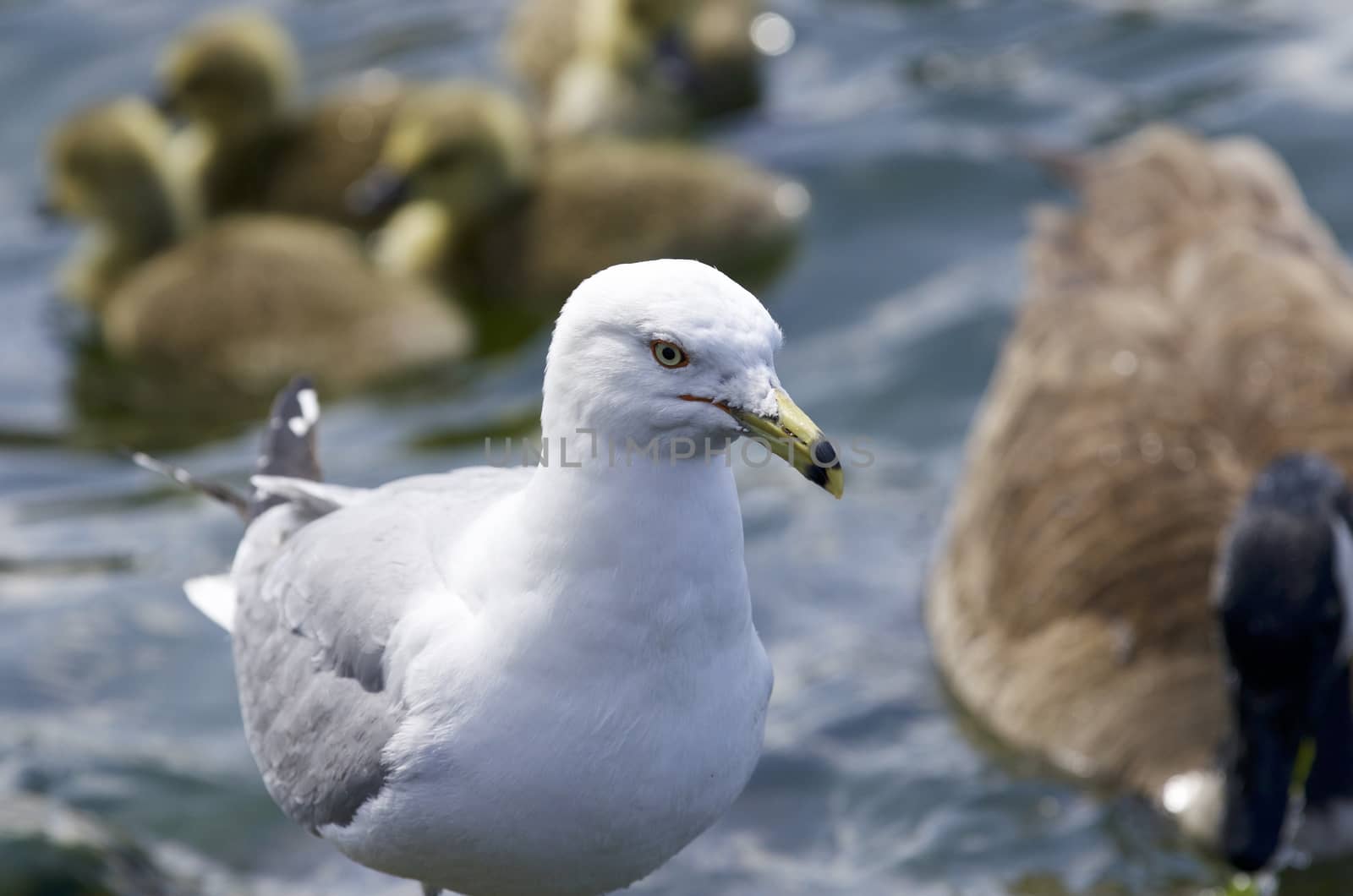 Beautiful isolated photo of a gull and the Canada geese