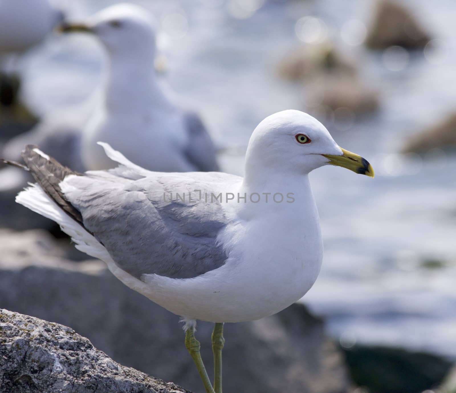 Beautiful isolated photo of the gulls