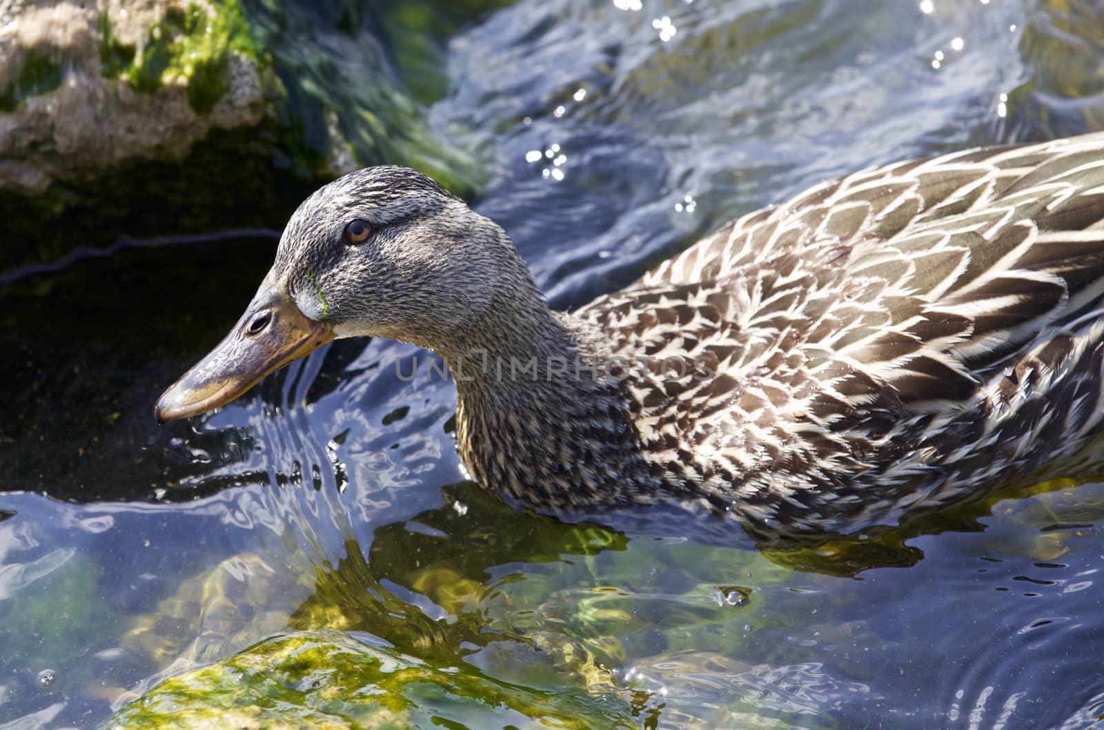 Beautiful isolated photo of a duck in the lake by teo