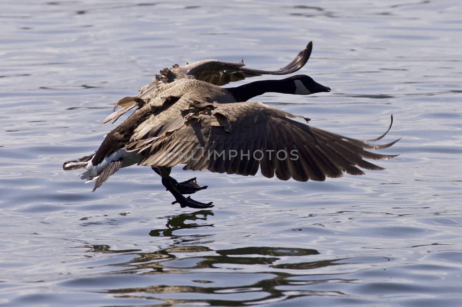 Beautiful isolated image with a Canada goose landing to the water by teo
