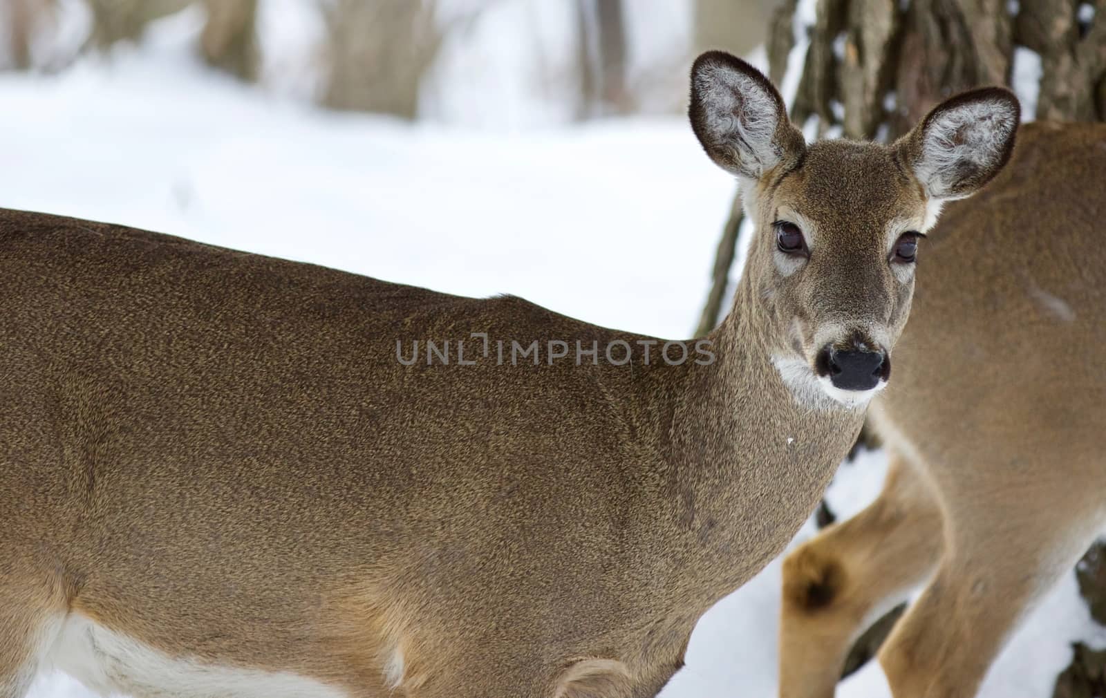 Beautiful image of a wild deer in the snowy forest by teo