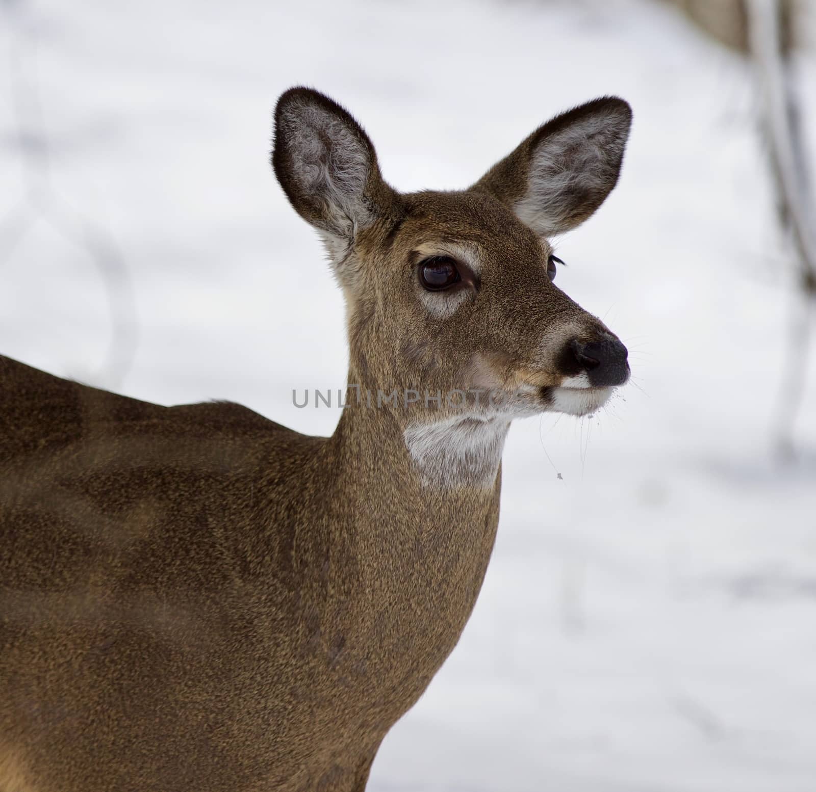 Beautiful portrait of a wild deer in the snowy forest by teo