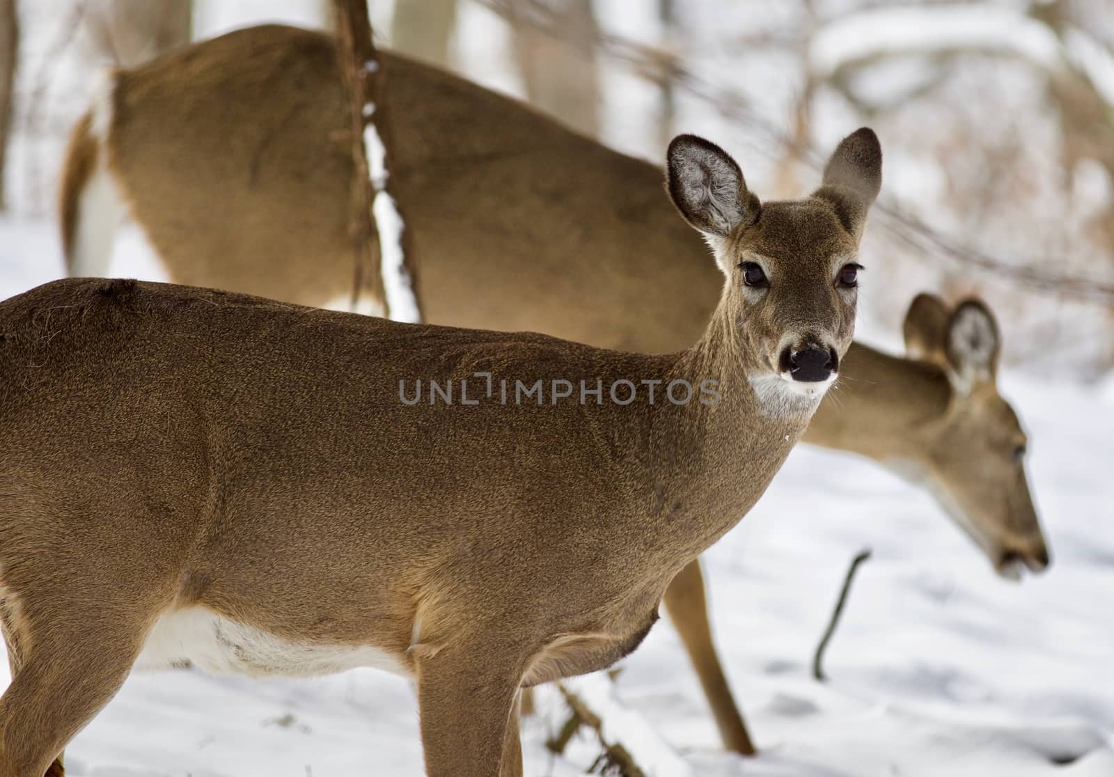 Beautiful isolated photo of two wild deer in the snowy forest by teo