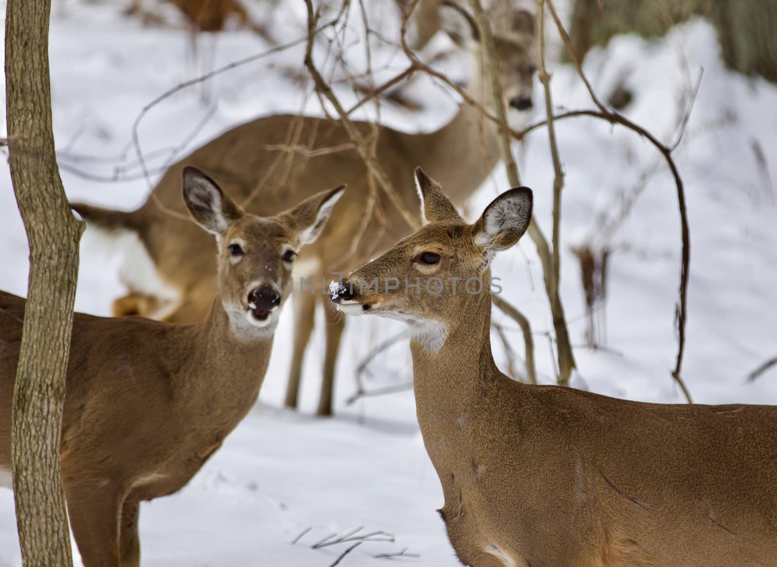 Beautiful isolated background with three wild deer in the snowy forest by teo