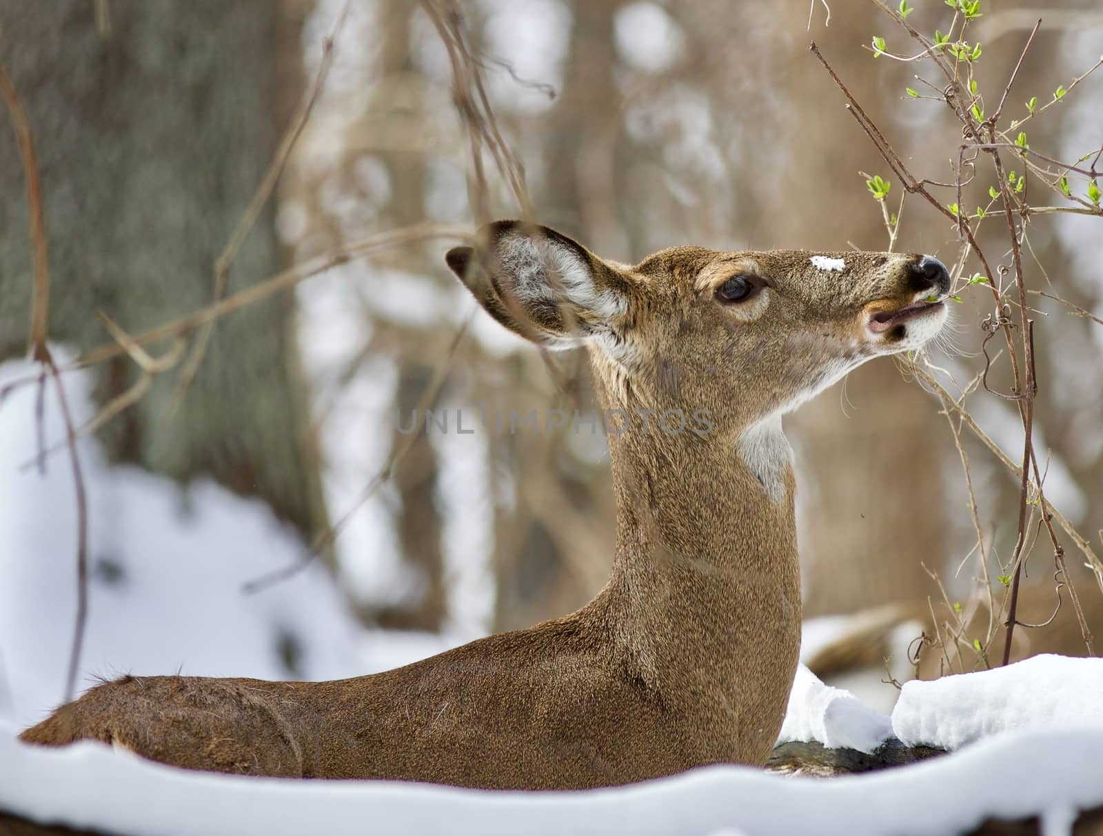 Beautiful isolated background with a wild deer eating leaves in the snowy forest by teo