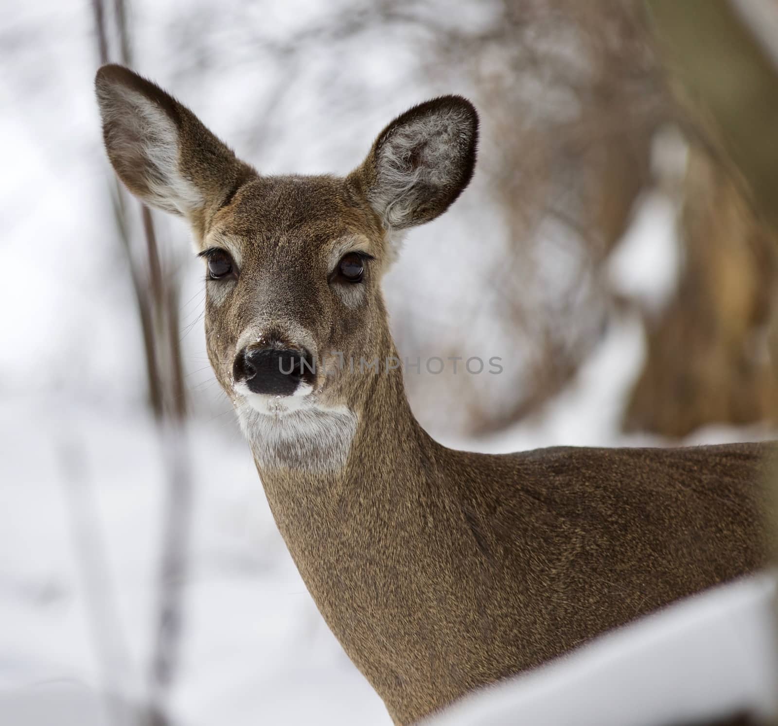 Beautiful isolated photo with a wild deer in the snowy forest