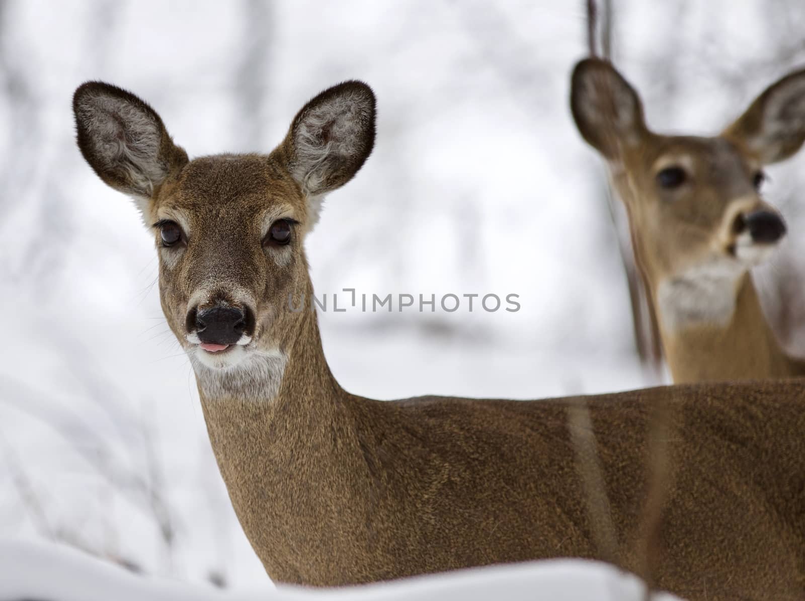 Beautiful isolated picture with a wild deer in the snowy forest by teo