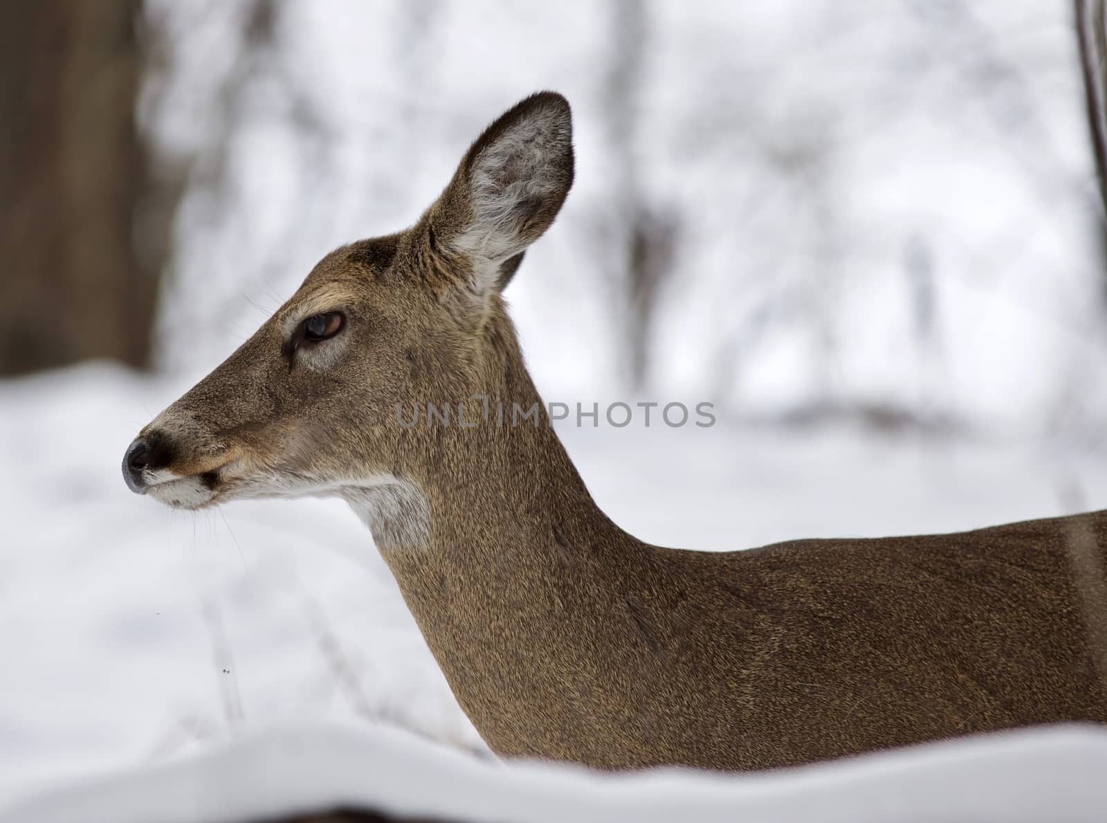 Beautiful isolated photo with a wild deer in the snowy forest