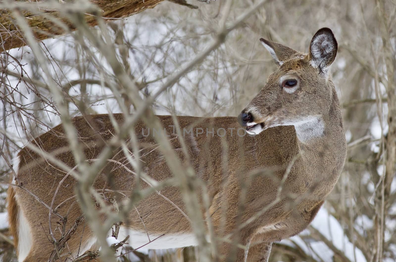 Beautiful isolated picture with a wild deer in the snowy forest by teo