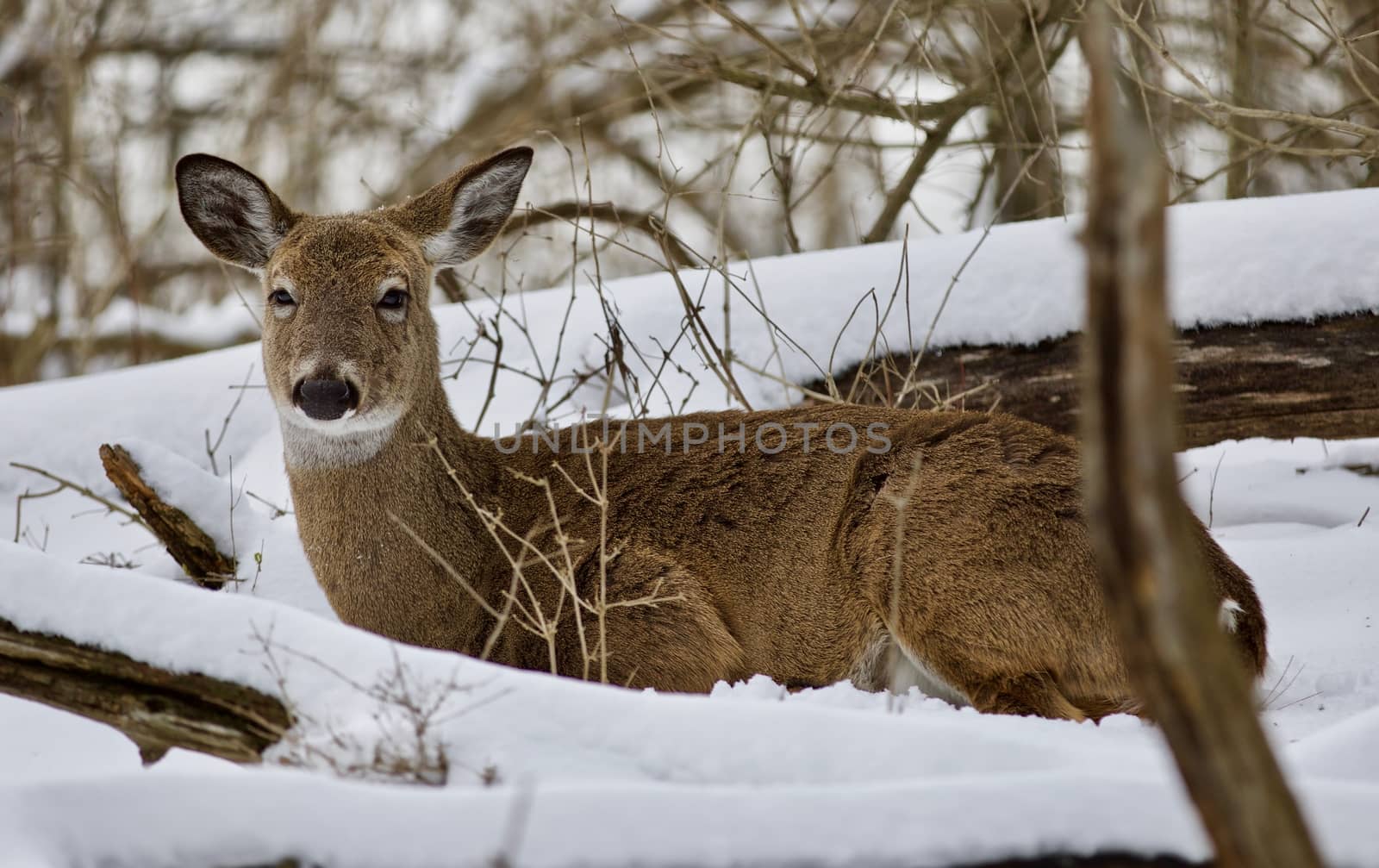 Beautiful isolated background with a wild deer in the snowy forest by teo