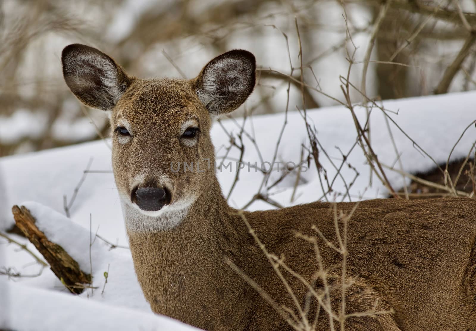 Beautiful isolated photo with a wild deer in the snowy forest