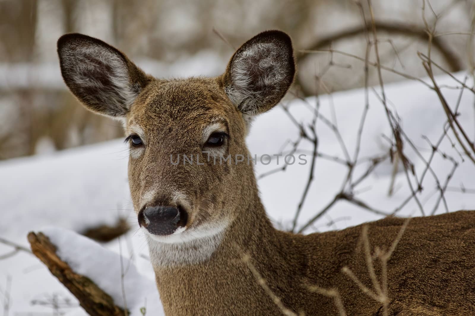 Beautiful isolated photo of a wild deer in the snowy forest by teo