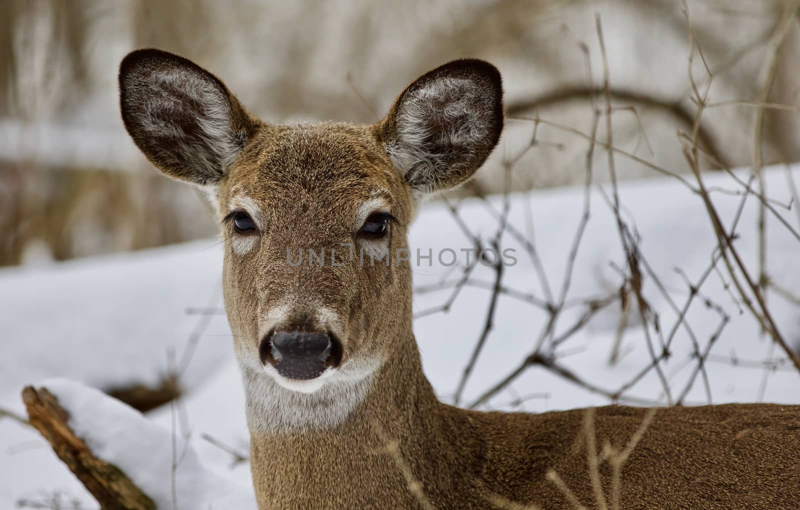 Beautiful portrait of a wild deer in the snowy forest by teo