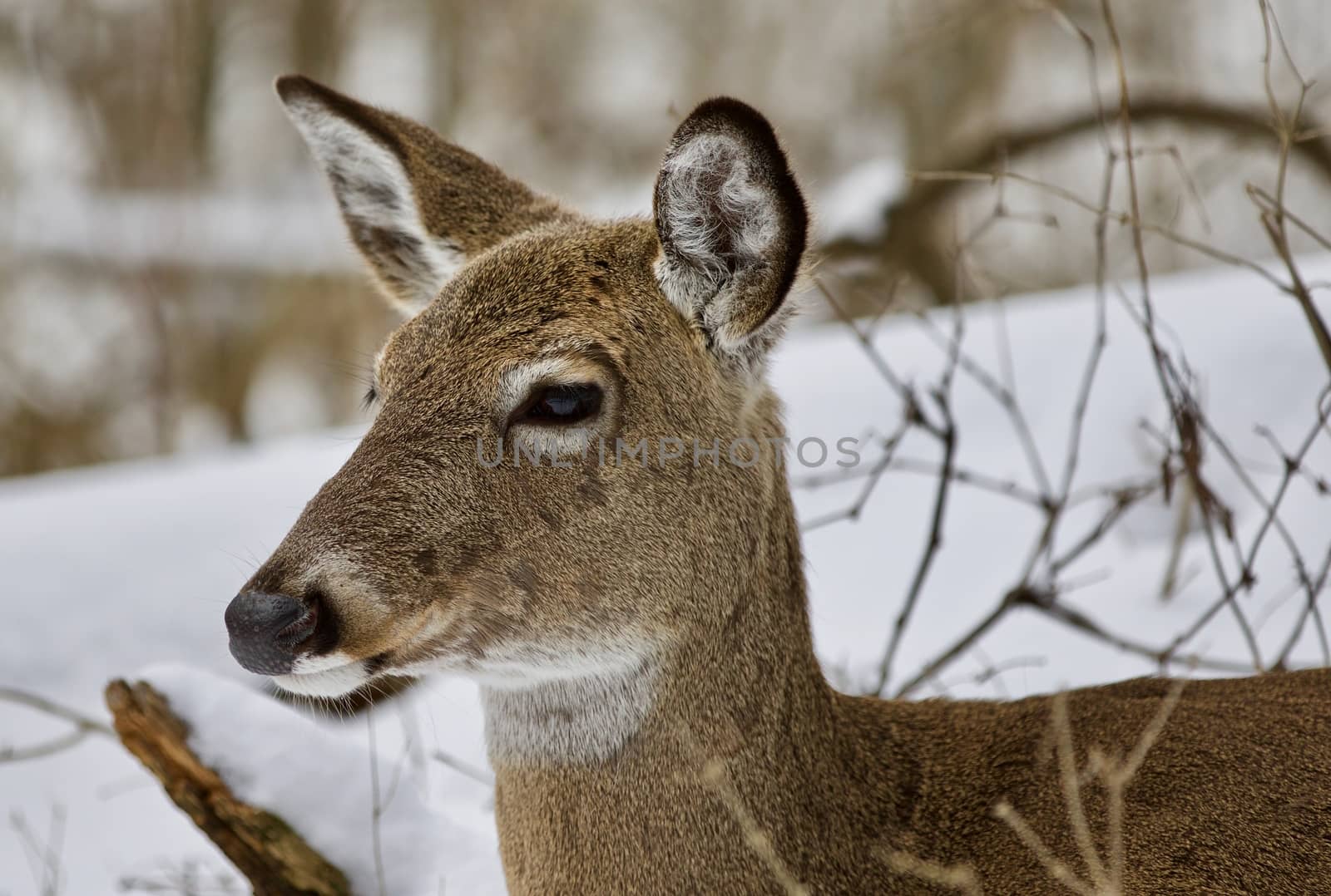 Beautiful isolated photo with a wild deer in the snowy forest