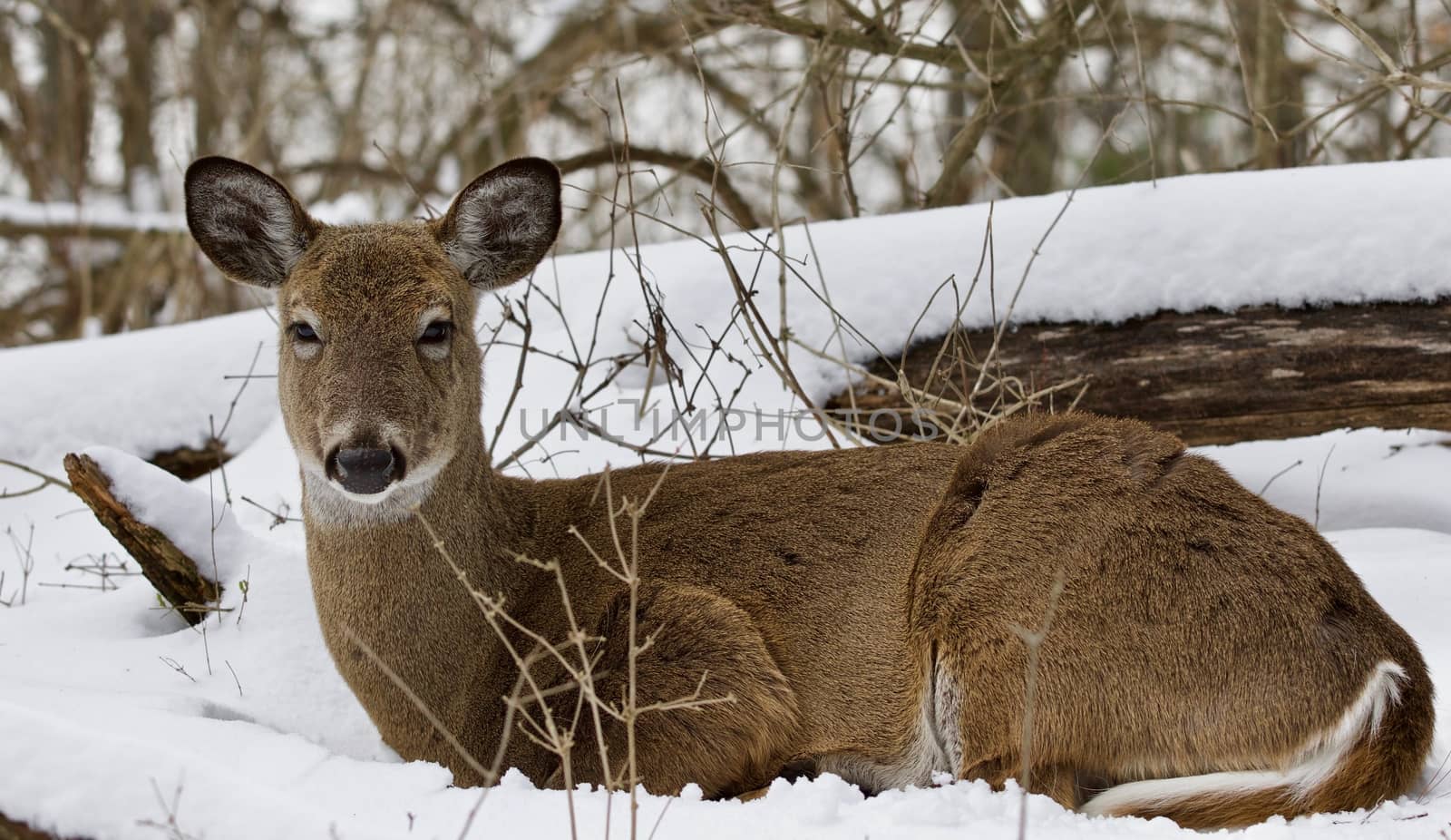 Beautiful isolated picture with a wild deer in the snowy forest by teo