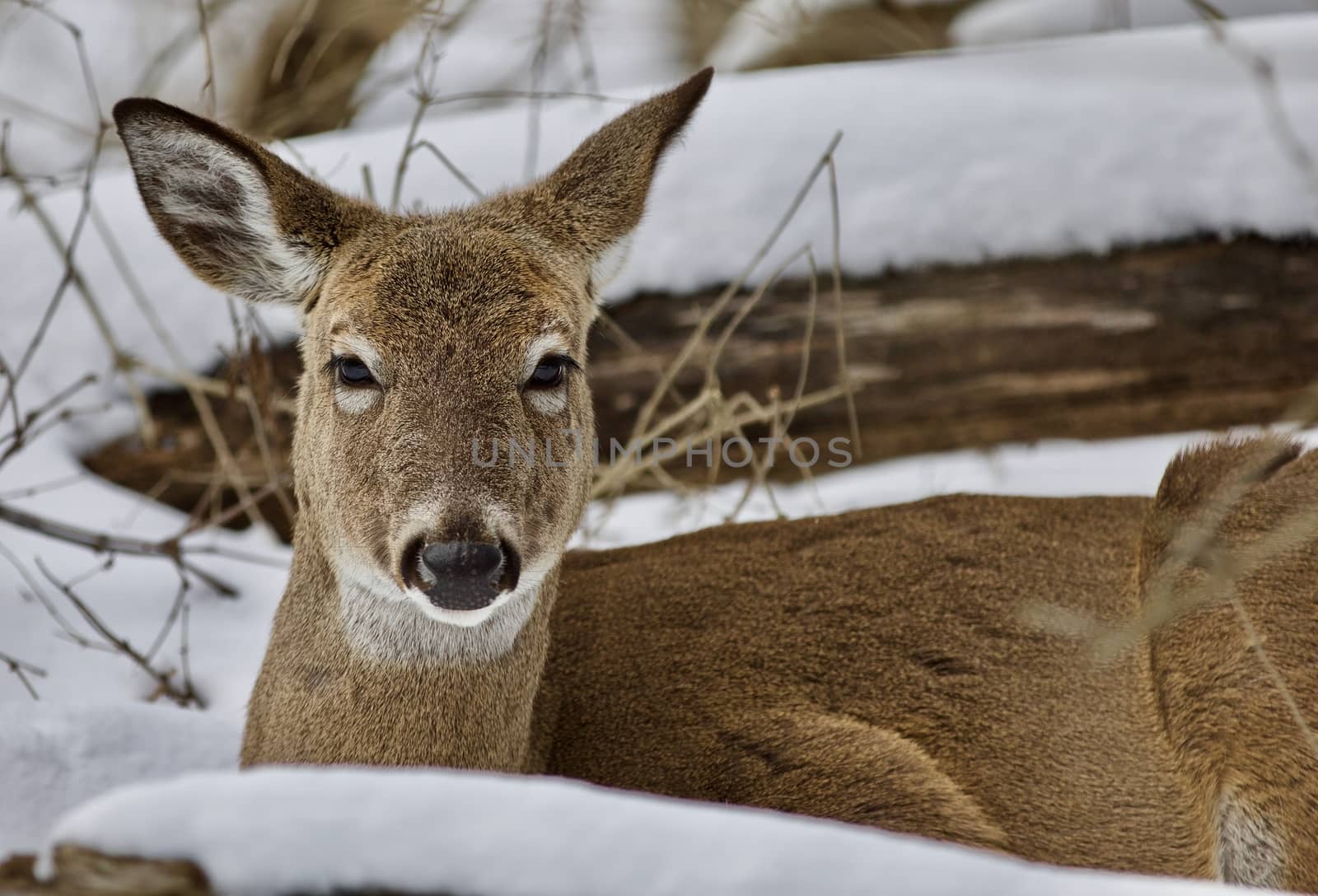 Beautiful isolated photo with a wild deer in the snowy forest