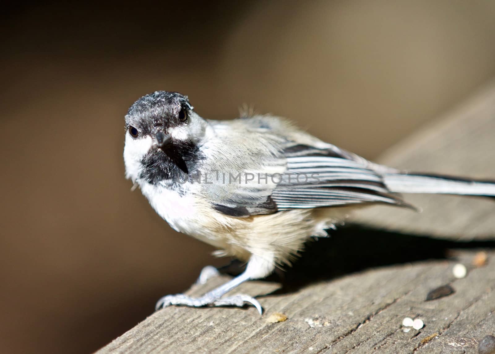 Beautiful isolated image of a cute black-capped chickadee bird by teo