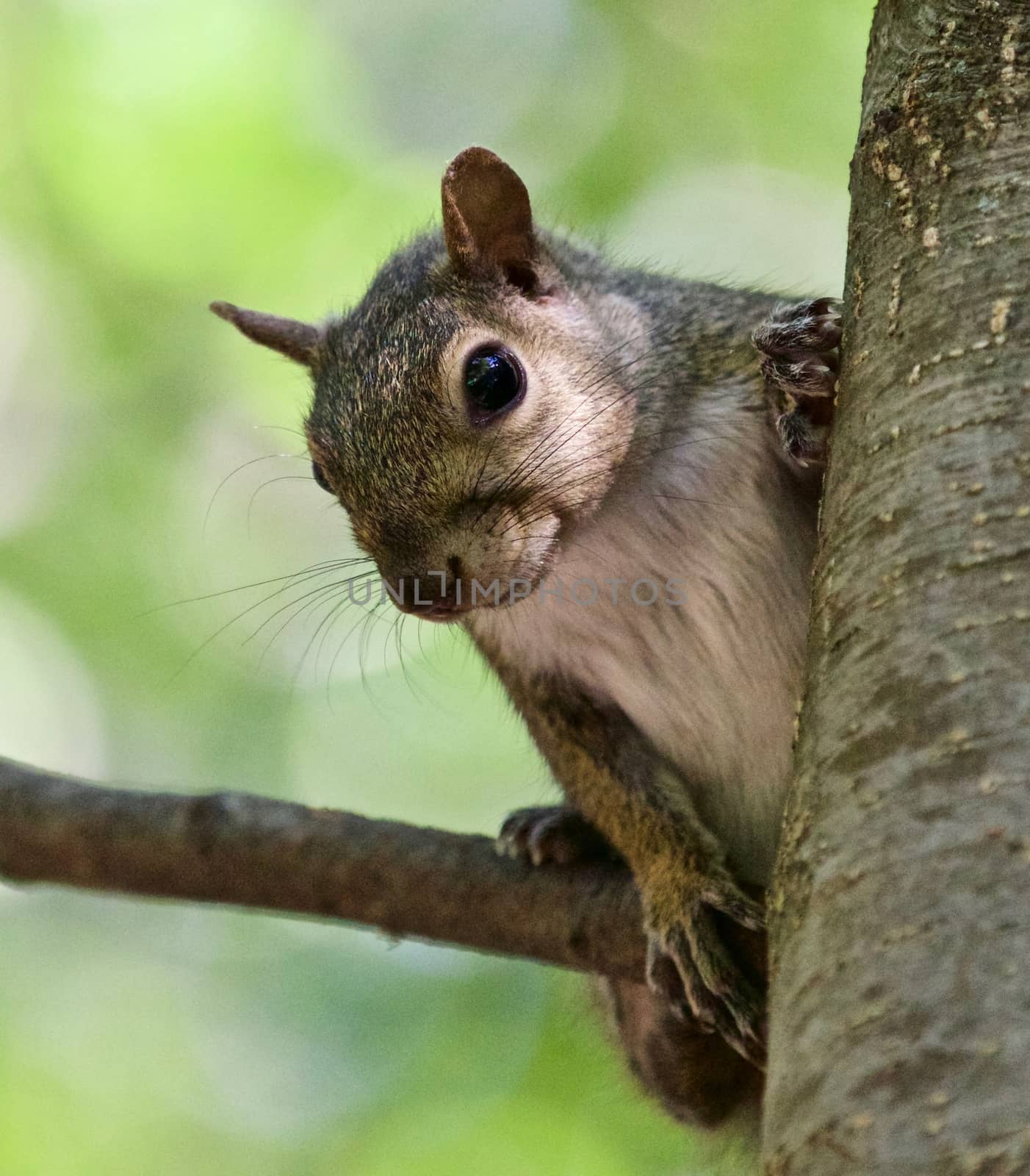 Beautiful isolated photo with a funny cute squirrel on a tree by teo