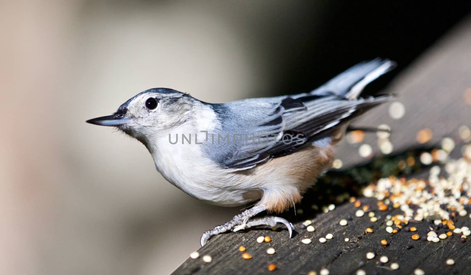 Beautiful isolated image with a white-breasted nuthatch bird