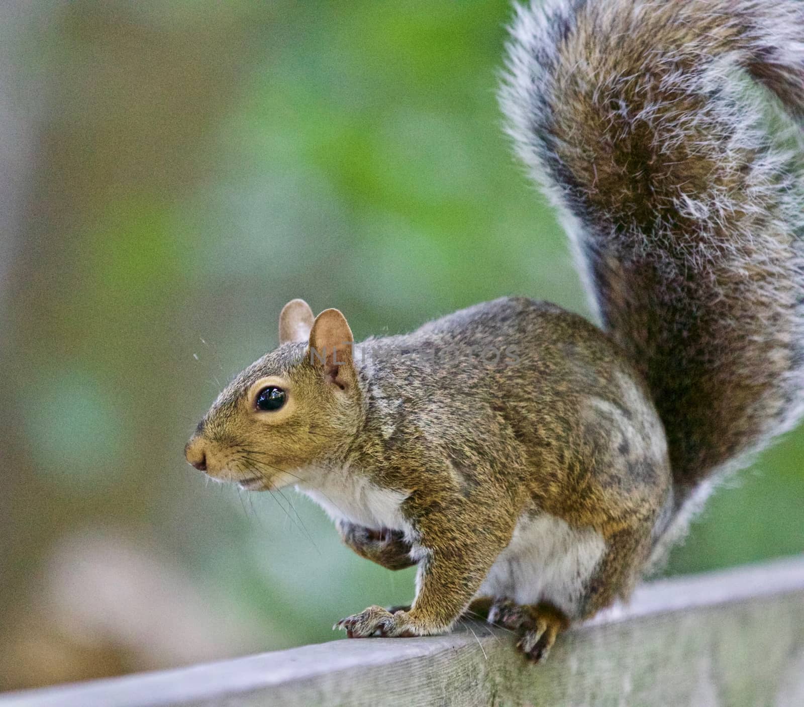 Beautiful isolated image of a cute squirrel on the hedge by teo