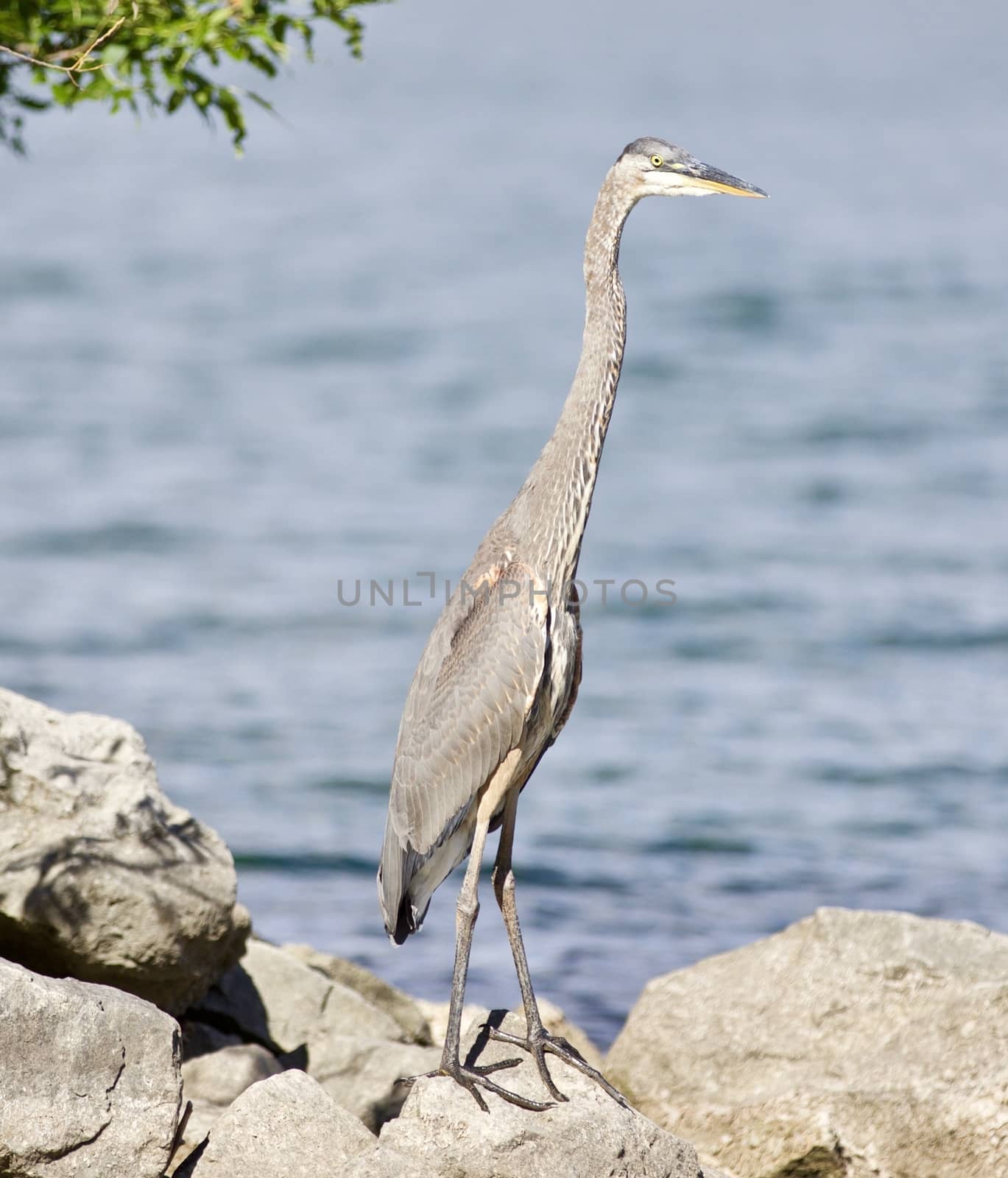 Beautiful isolated image with a funny great heron standing on a rock shore by teo