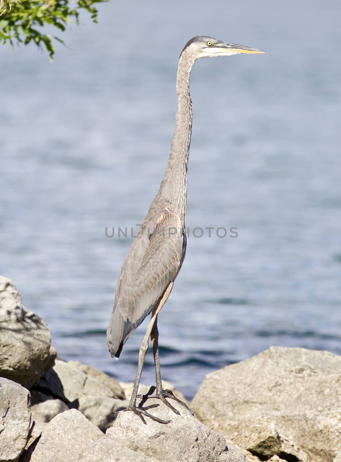 Beautiful photo of a great heron bird on the rock shore