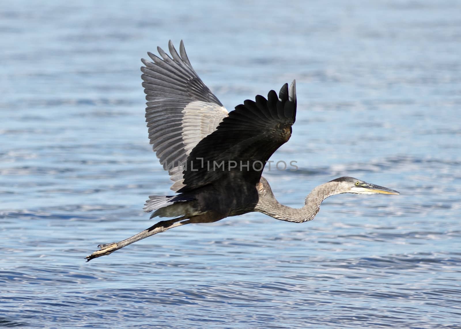 Beautiful isolated image with a funny great heron flying near the water by teo