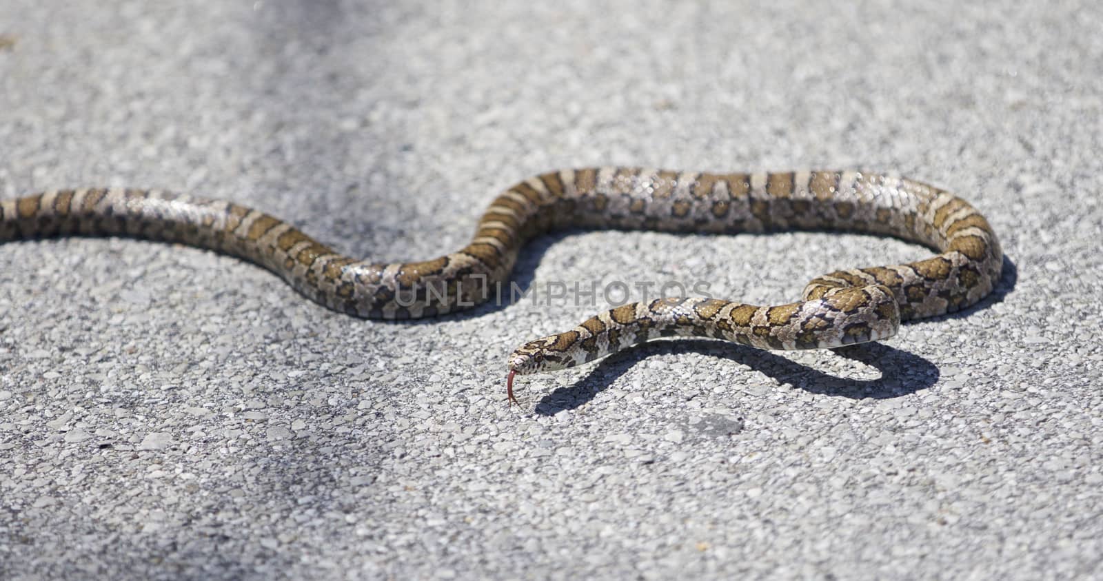 Beautiful isolated picture with a snake on a road by teo