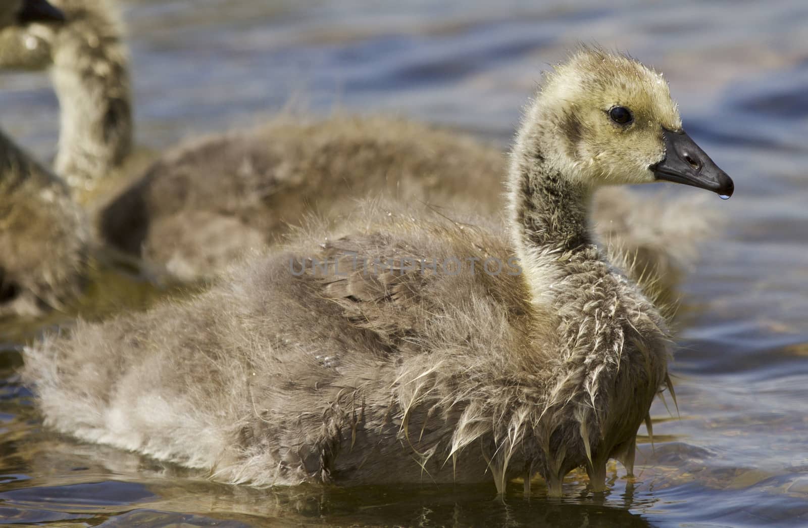 Beautiful background with a chick of the Canada geese going out of the water by teo