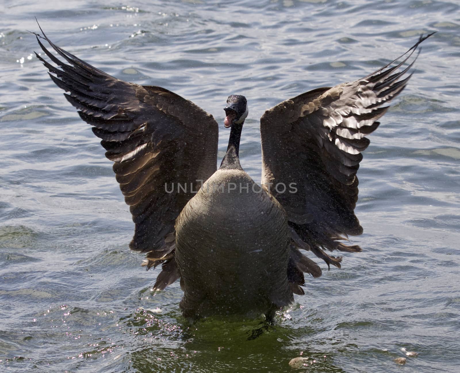 Beautiful isolated image of a Canada goose with the opened wings by teo