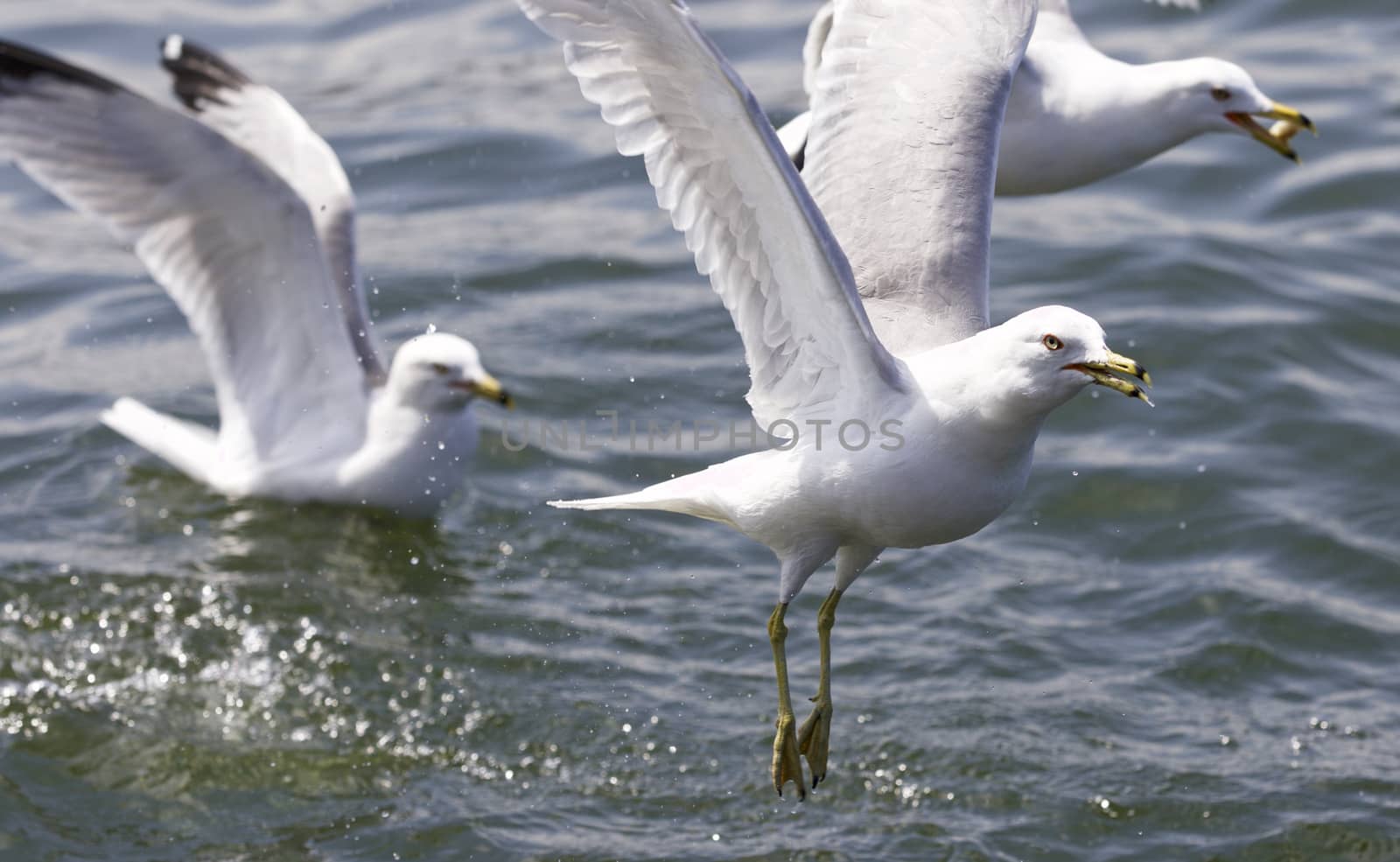 Beautiful isolated picture with the gulls flying by teo