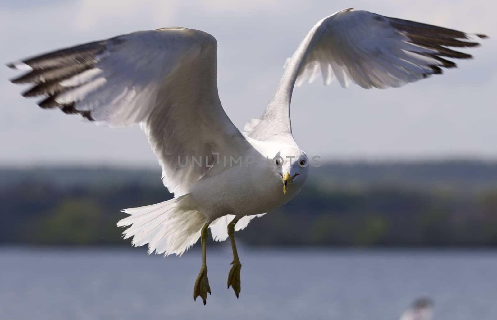 Beautiful photo of a flying gull by teo