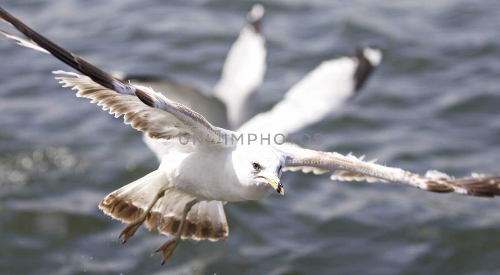 Beautiful isolated picture with the gulls flying by teo