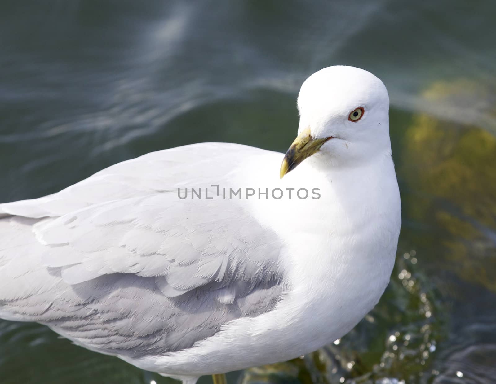 Beautiful isolated imahe with a ring-billed gull by teo