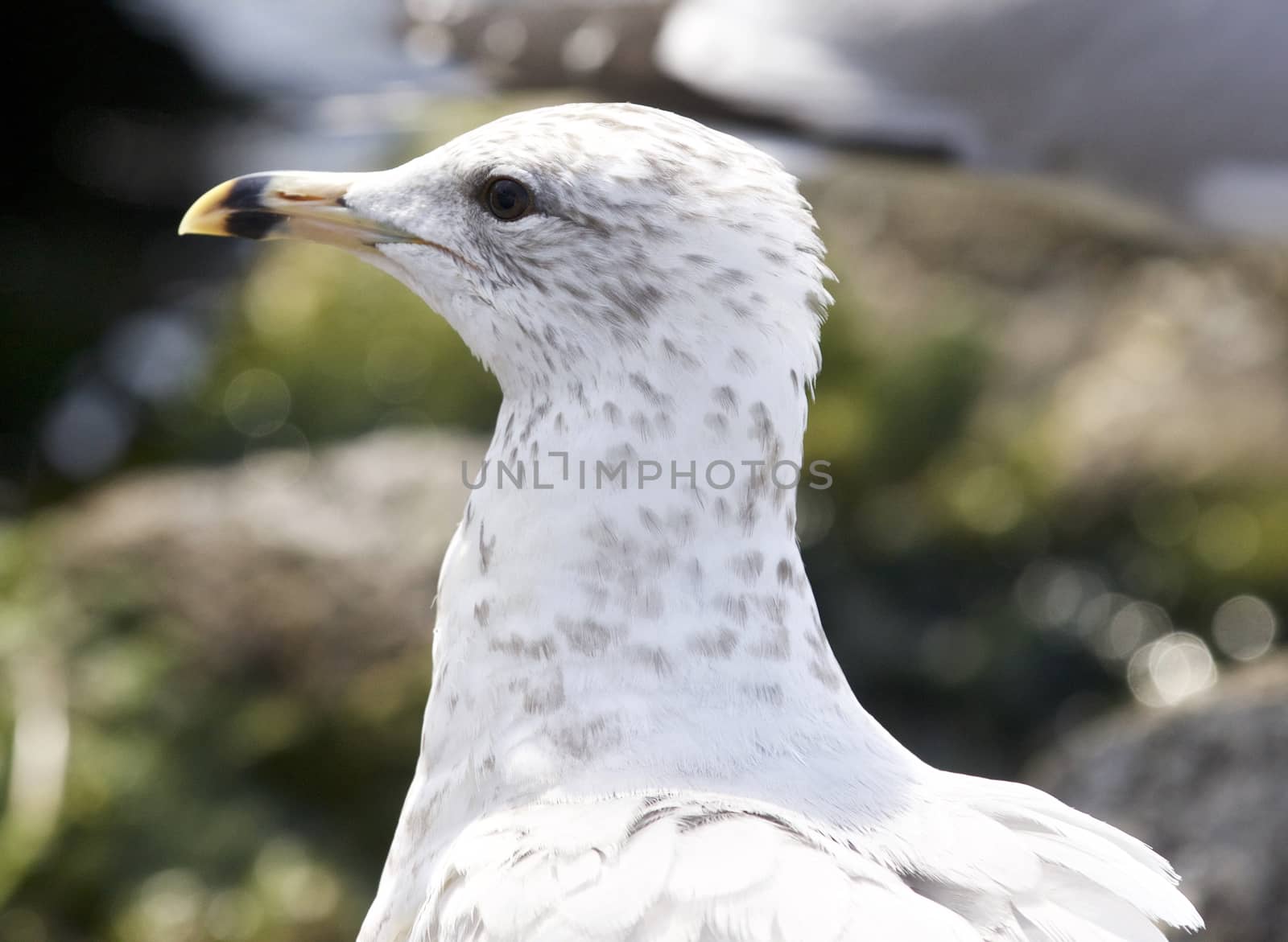 Beautiful isolated image with a gull by teo