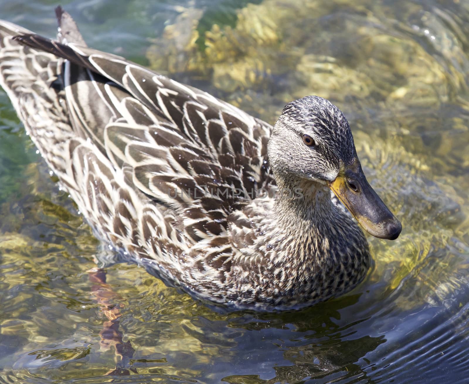 Isolated picture with a funny duck by teo